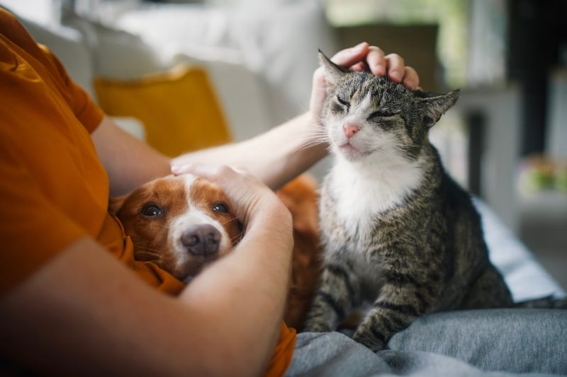 A dog (at left) and a cat (at right) sitting on a couch in their owner's (at left) lap while being pet.