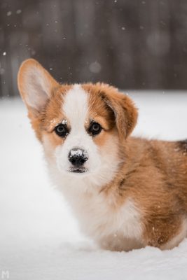 A photo of Blaze, the Pembroke Welsh Corgi