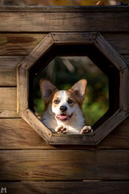 A photo of Blaze, the Pembroke Welsh Corgi