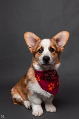 A photo of Blaze, the Pembroke Welsh Corgi