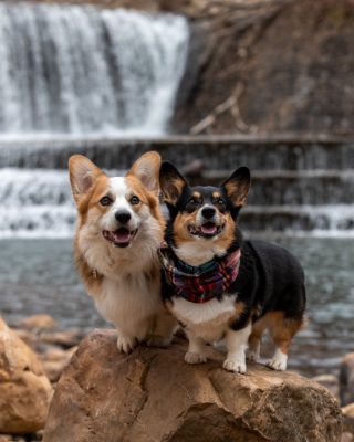 A photo of Min (at right) and Blaze (at left)