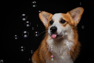 A photo of Blaze, the Pembroke Welsh Corgi