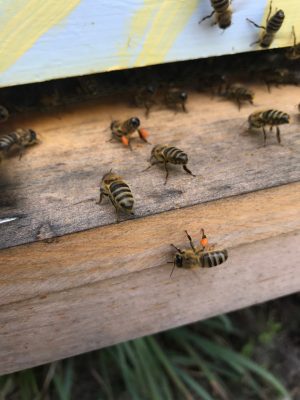 A group of bees sitting on a piece of wood