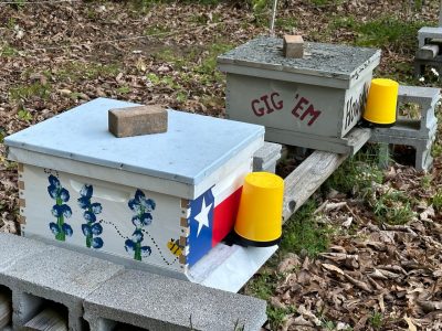 A photo of a bee colony in Clayton Caswell's backyard