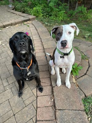 A photo of Clayton Caswell's dogs sitting on a stone path. (At left) Angus, a black lab and (at right) Oreo, a white and brown pitbull mix