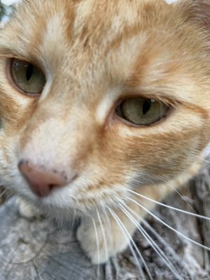 A closeup photo of an orange cat, Clayton Caswell's cat Ginger