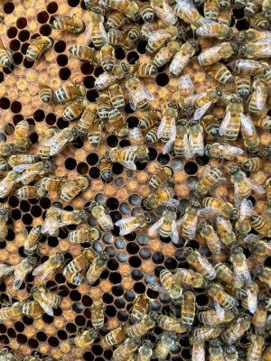 An upclose photo of honey bees in their hive