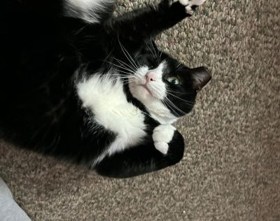 A tuxedo cat laying down on brown carpet