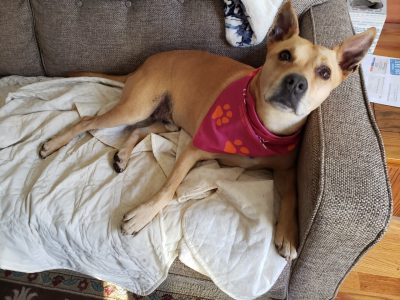 Rex, a tan mixed breed dog, laying on a couch