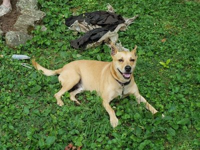 Rex, a tan mixed breed dog, laying in a patch of grass outside