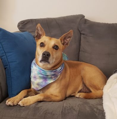 Rex, a tan mixed breed dog, sitting on a couch wearing a tie dye blue and purple bandana