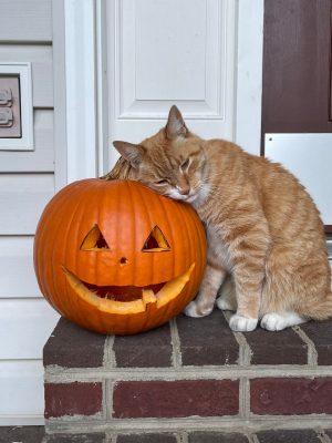 Mitchell Kenyon's orange cat.