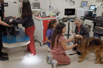 (At right) Bobbi Conner working with two students with a patient at the Veterinary Teaching Hospital