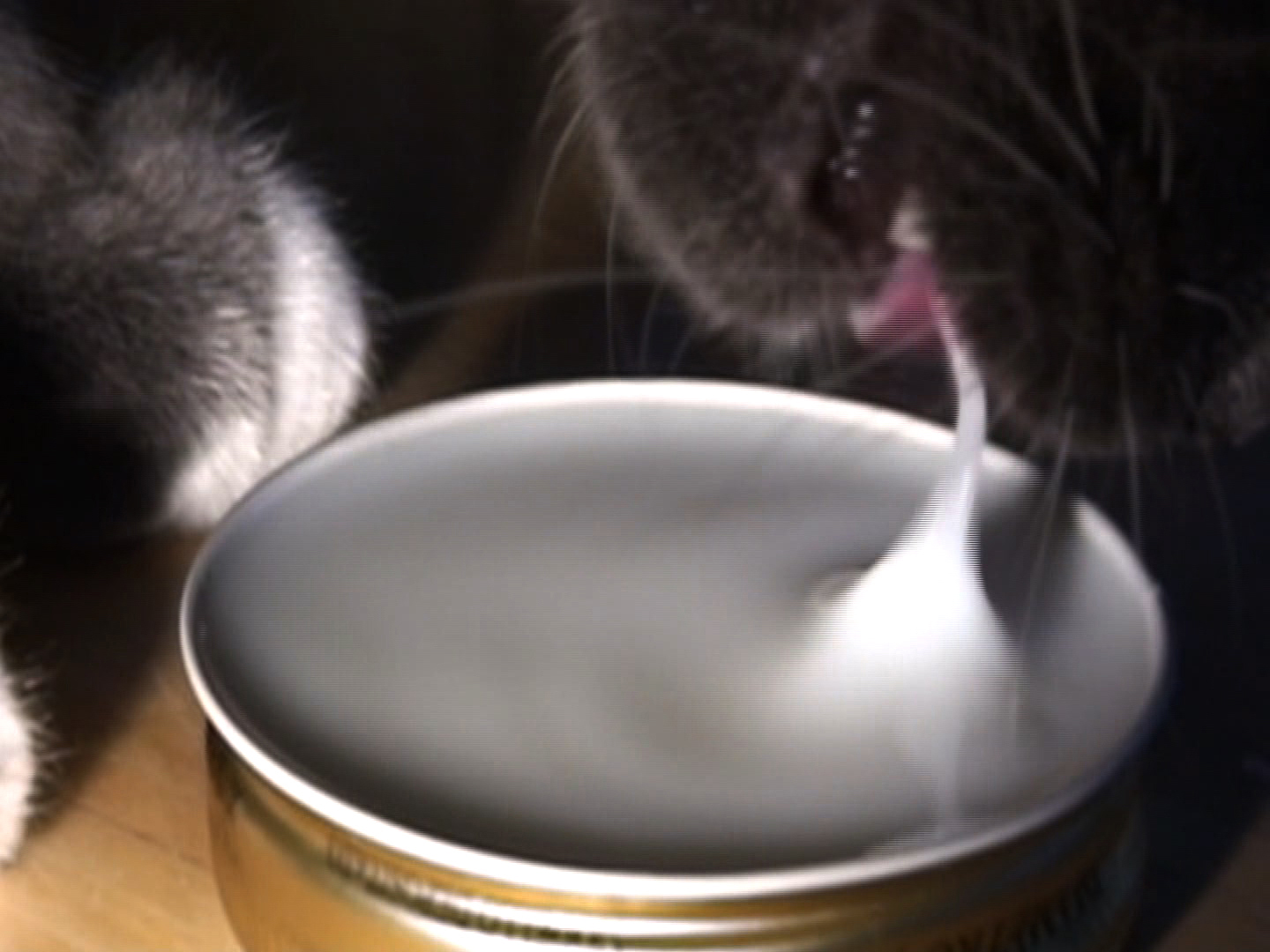 Cat lapping milk