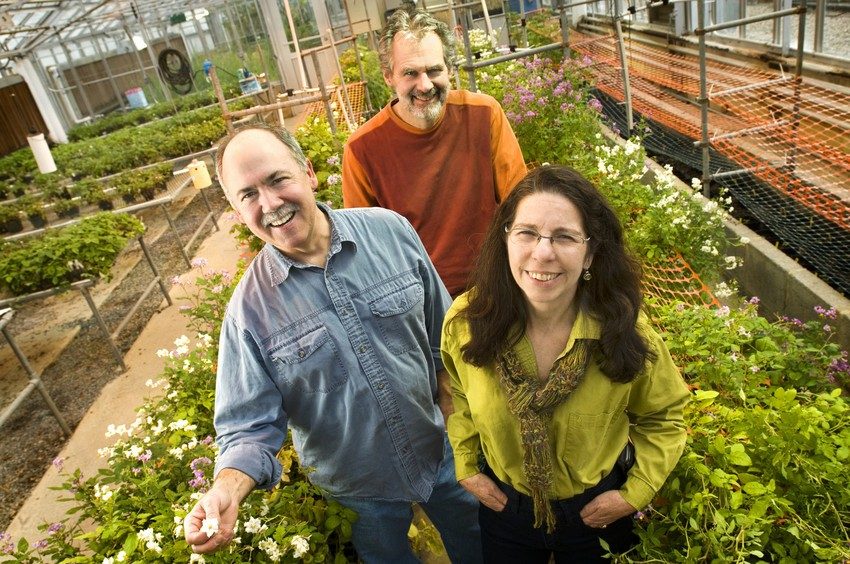Jeff Burr, greenhouse manager; Richard Veilleux, professor of horticulture; and Suzanne Piovano, research specialist, worked with students on the potato breeding project in Virginia Tech's greenhouses.