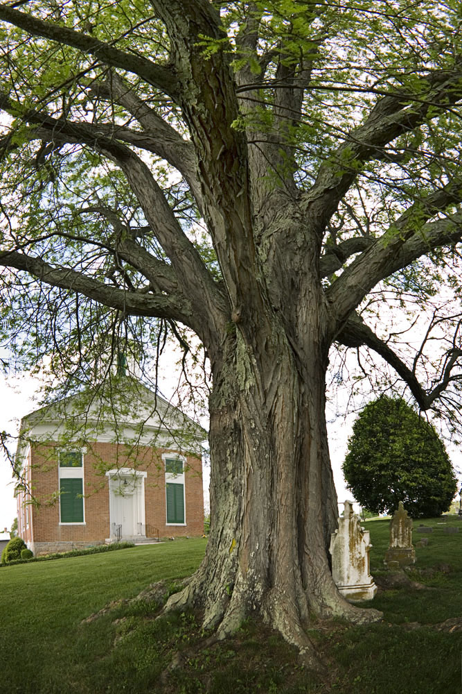 This 121-foot champion honeylocust stands in front of the Fincastle United Methodist Church.