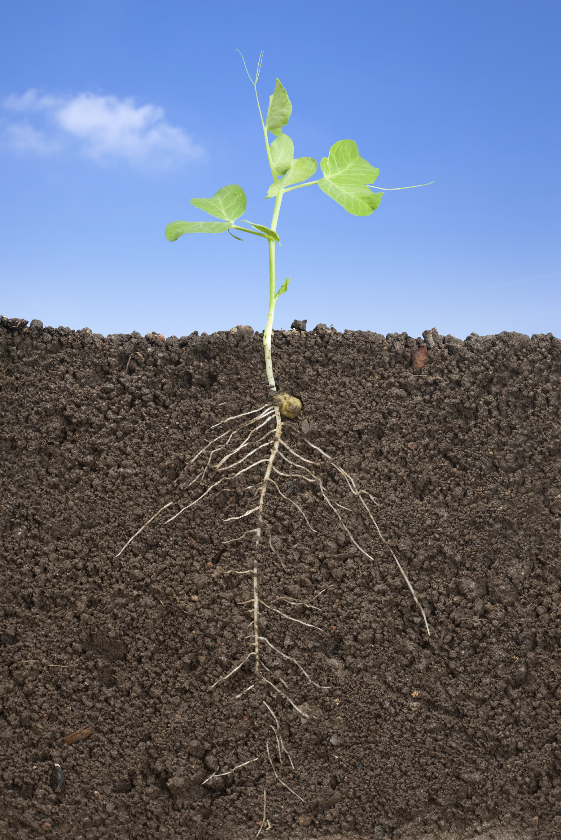 Research conducted by a Virginia Tech scientist revealed the relationship between the soil microbiome and plants is closer than previously thought.