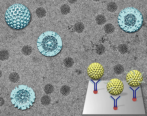 In this 3-D reconstruction of rotaviruses, the orderly golf-ball appearance indicates dormancy. The outer shell becomes disorganized as activity inside the rotavirus increases.