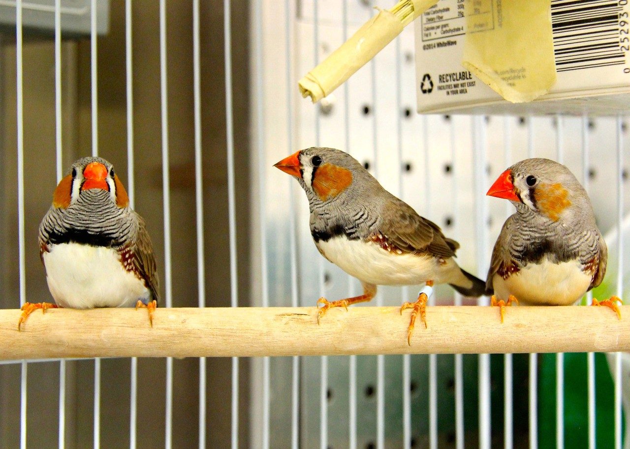 Zebra finches are highly sociable birds that live in a range of flock sizes, from pairs and small family groups (about 2 to 4 birds) to large aggregate flocks (up to 100 birds). Photo by Gloria Schoenholtz.