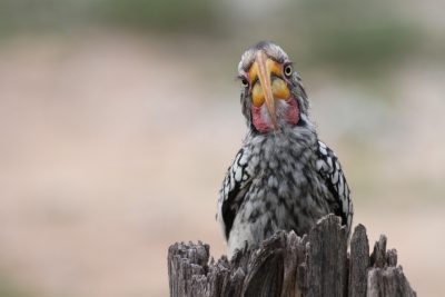 Yellow-billed hornbill. Photo by Jelena Djakovic.