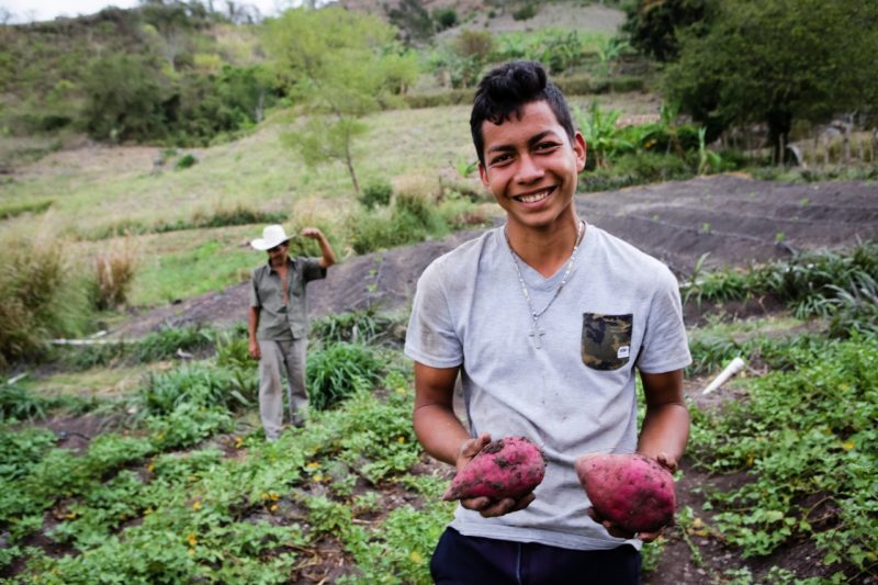 A young Honduran farmer holds two purple sweet potatoes, while a farmer wearing a cowboy hat is in the background walking in the garden.