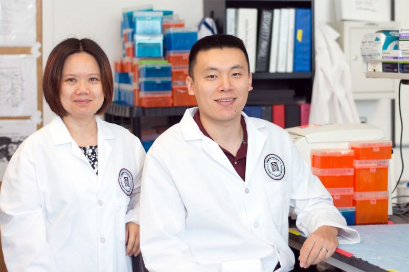 Xin M. Luo, associate professor of immunology in the veterinary college, with Qinghui Mu, formerly a postdoctoral fellow at the college
