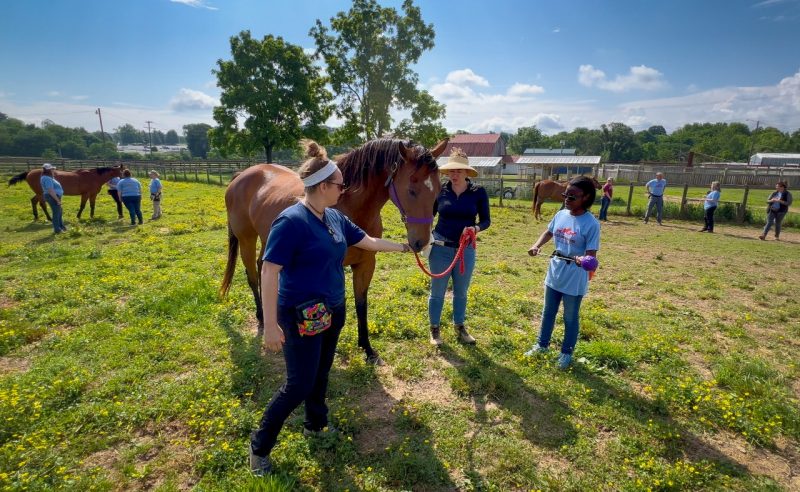 Students and professors in the new School for Animal Sciences work with horses.