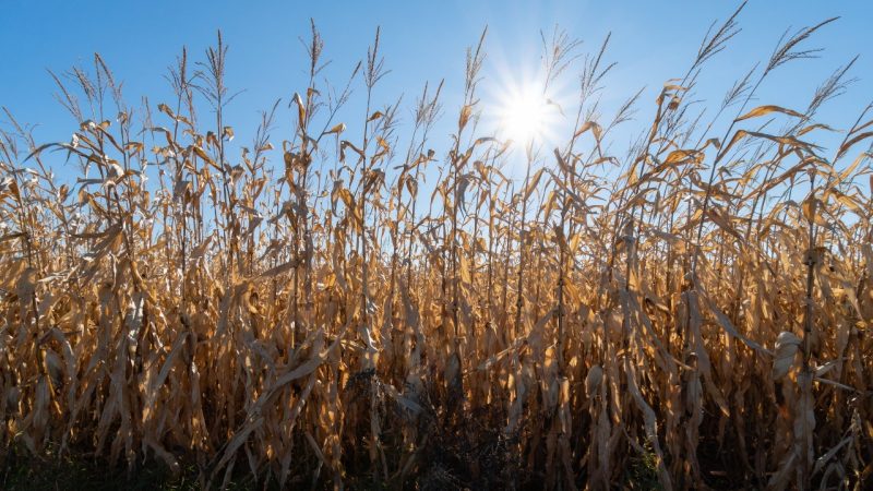 View of agricultural wheat corn field during harvest autumn time. Nature of Ukraine.