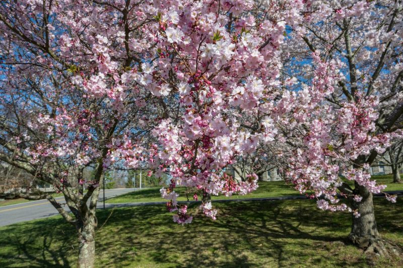Photo of springtime flowers and landscapes of Virginia Tech campus. 