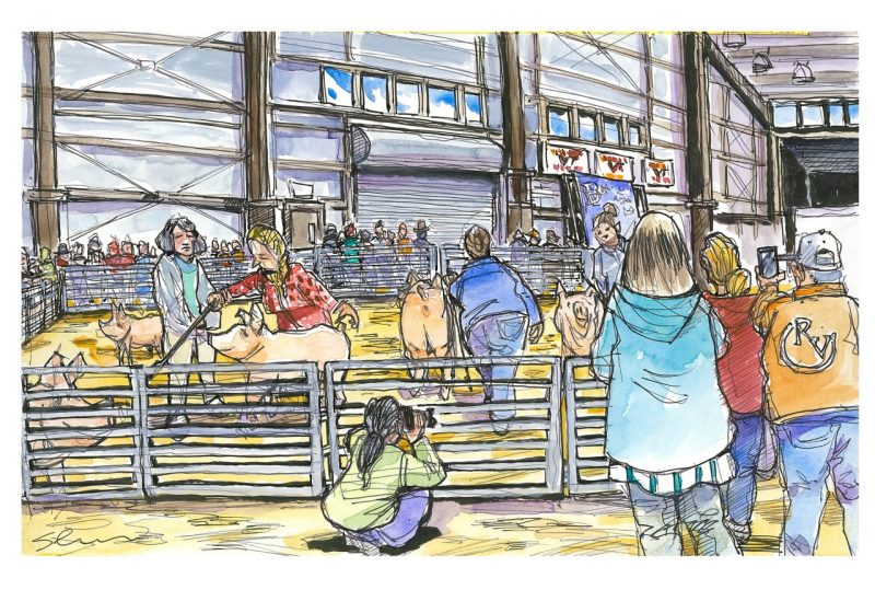 Ink and watercolor sketch of Blick and Bridle members in the swine category in a small folding gate pen 
