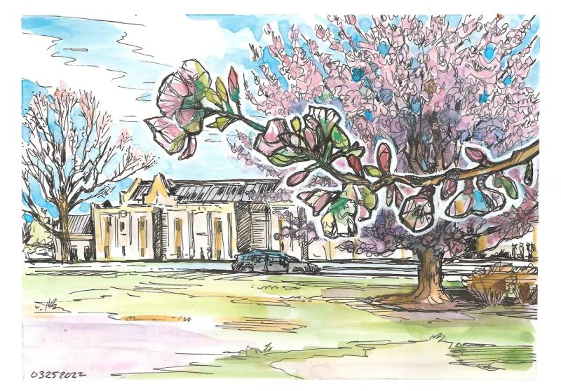 Ink and gouache sketch of cherry blossoms outside Food Science and Tech building