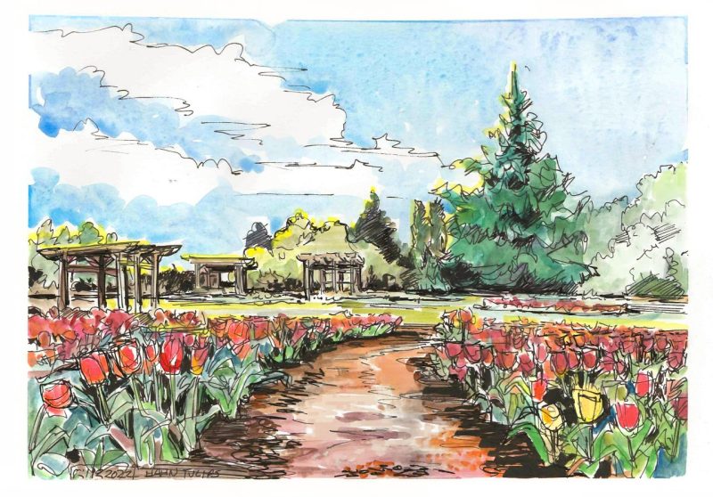 Ink and gouache sketch of tulips lining a mulch path into the Hahn Horticulture Gardens
