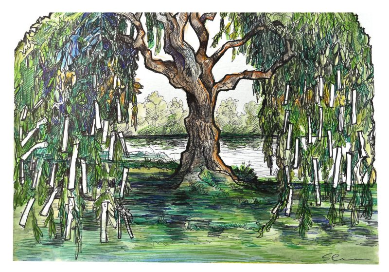 Ink and watercolor sketch of the Wishing Tree at the Duck Pond