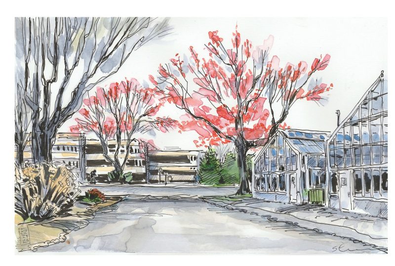 Ink and watercolor sketch of two red maple trees budding near the greenhouses off of Washington Street