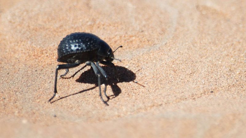 Desert beetle