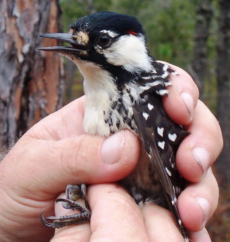 Red-cockaded woodpecker