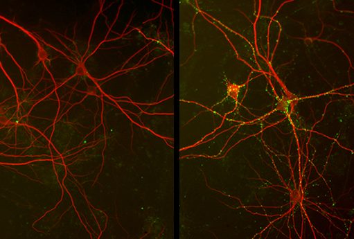 Neurons are in red, and inhibitory synapses are in green. 