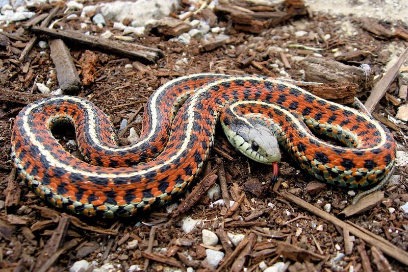 Garter snakes, such as the one picture, can eat poisonous newts without any harm. 