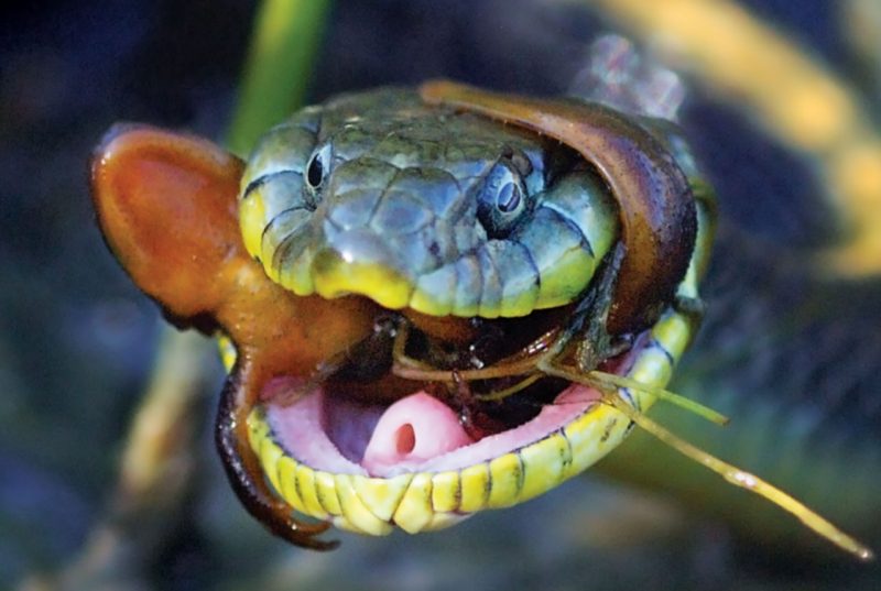 An aquatic garter snake eats a rough-skinned newt.  