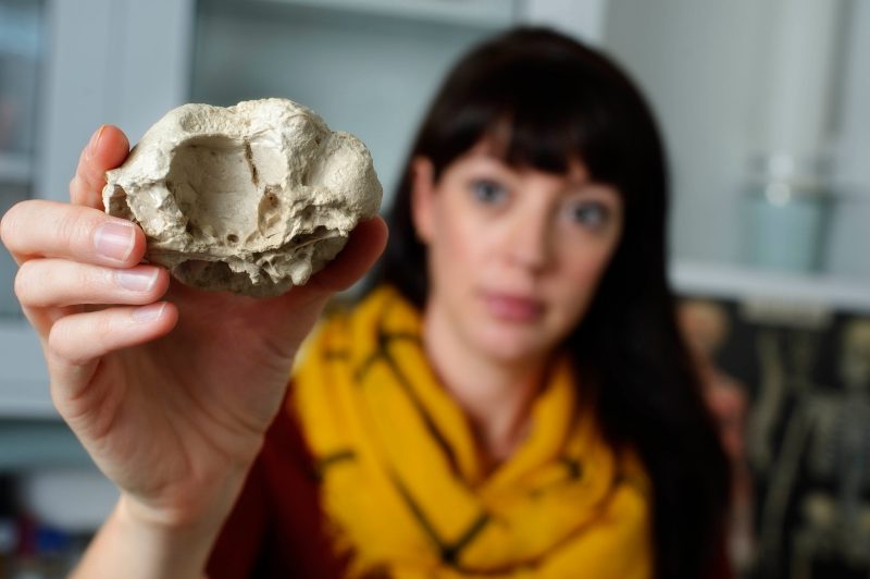 Researcher holds up cast of fossil