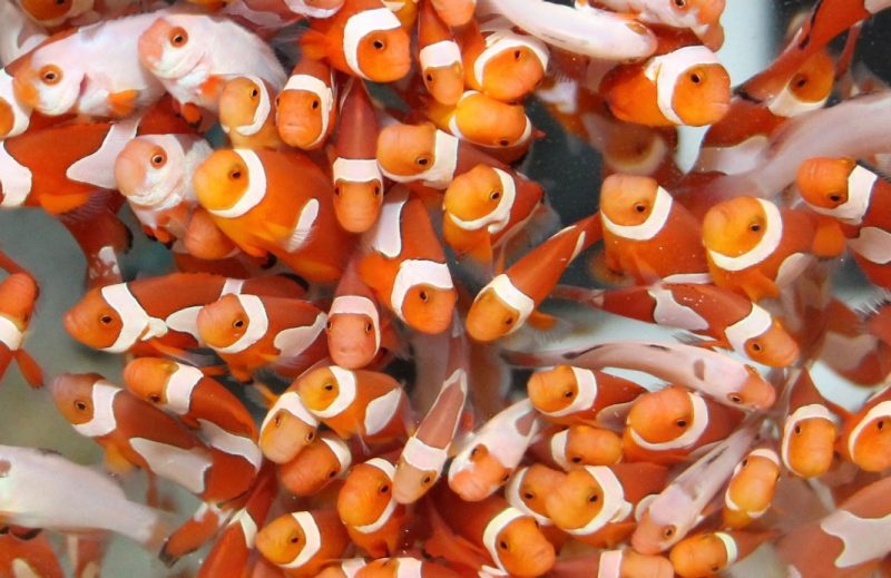 Many orange and white fish clownfish swimming together in a tank.