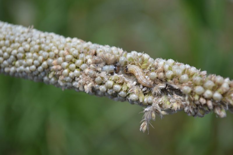 Insects on a plant