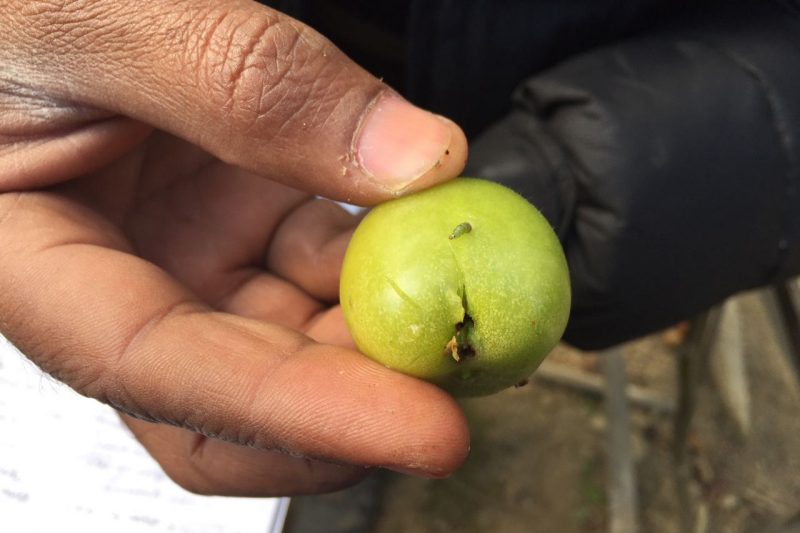 Tomato with insect