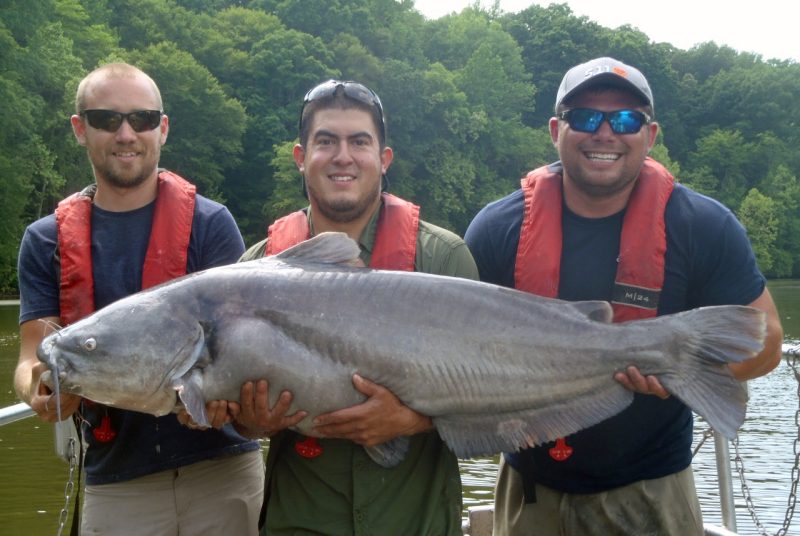 Nonnative catfish not primary driver of American shad declines in James  River, Virginia Tech News