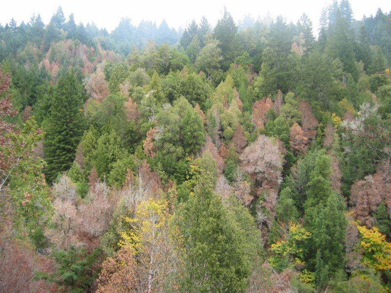 Trees are dying due to sudden oak death.