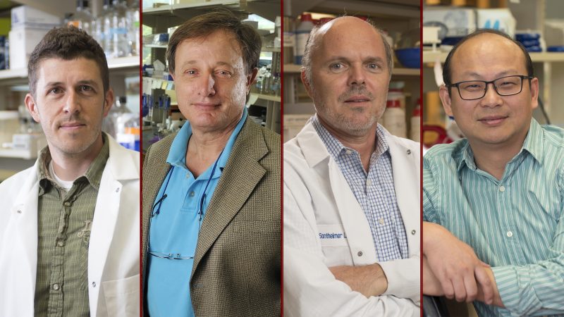 Rob Gourdie, Samy Lamouille, Harald Sontheimer, and Zhi Sheng [from left] have established research programs into the type of cancer recently diagnosed in U.S. Sen John McCain.