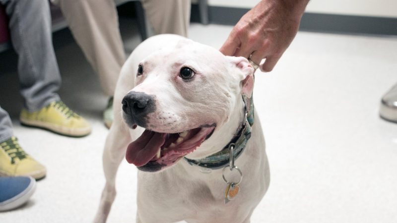 Meet Q. After a neurologist diagnosed Q with a large brain tumor earlier this year, she headed to Blacksburg to participate in a clinical trial at the Virginia-Maryland College of Veterinary Medicine. Her tumor has since shrunk in half.