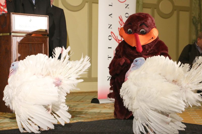 Pardoned turkeys and HokieBird