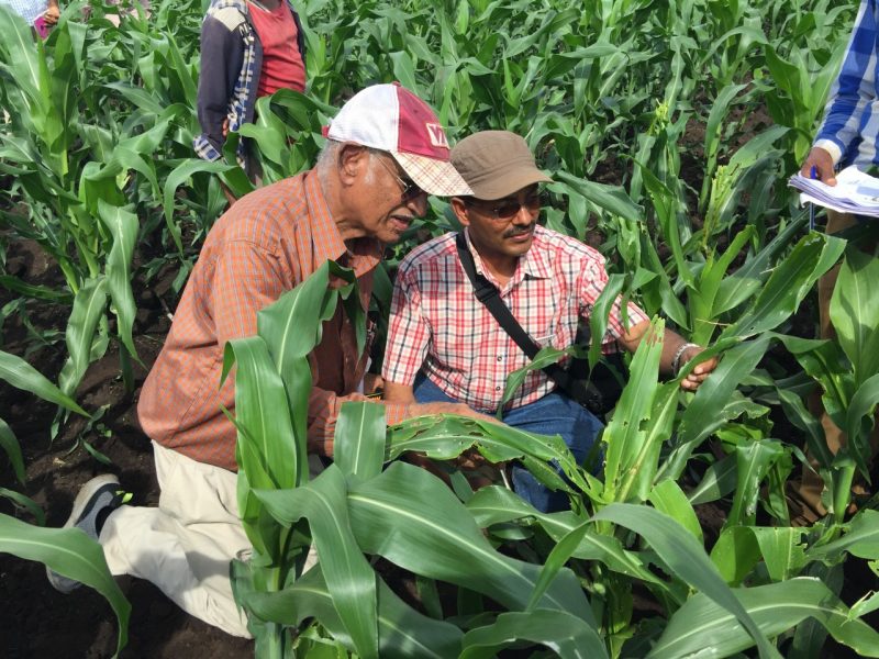 Scientists inspect pest damage in field