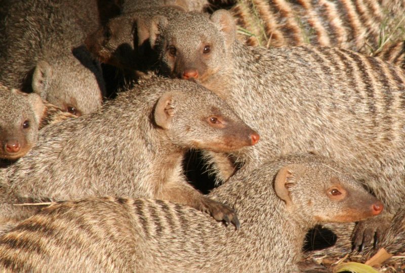 Banded mongooses in Botswana